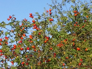 gemeinsamvital hagebutte dicht